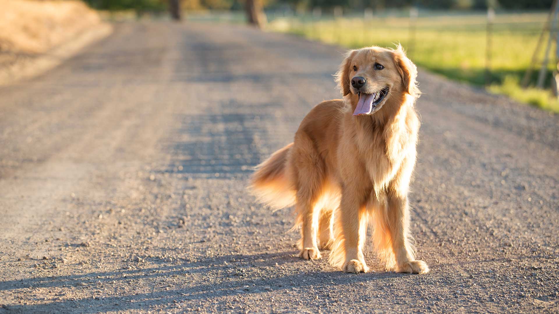 Hund på väg